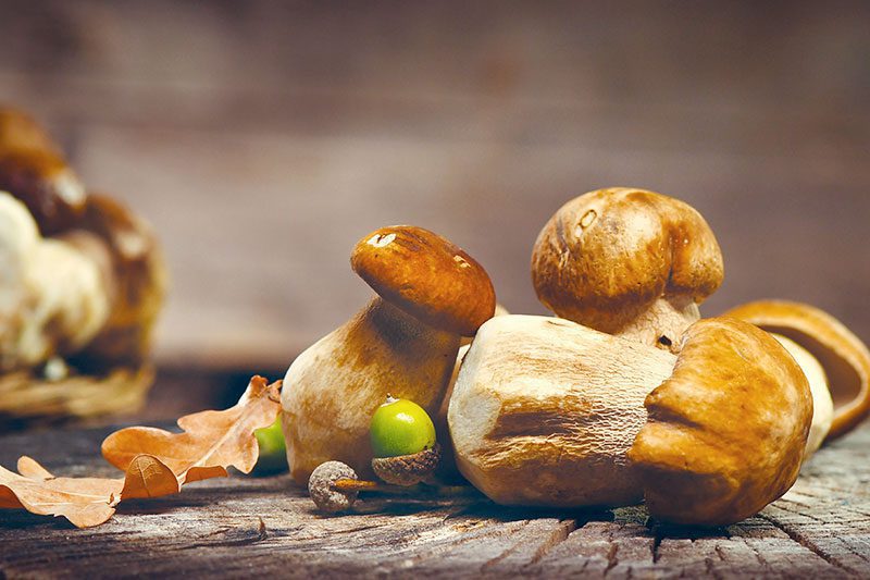 porcini